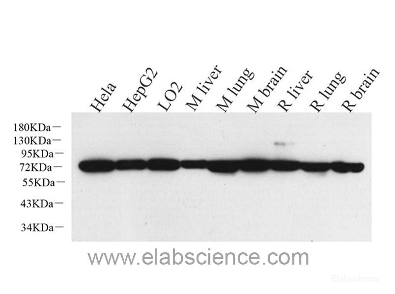 Western Blot analysis of various samples using BAK1 Polyclonal Antibody at dilution of 1:1000.