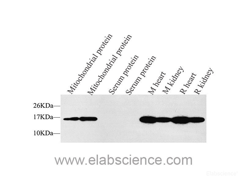 Western Blot analysis of various samples using Proliferating Cell Nuclear Antigen Polyclonal Antibody at dilution of 1:2000.