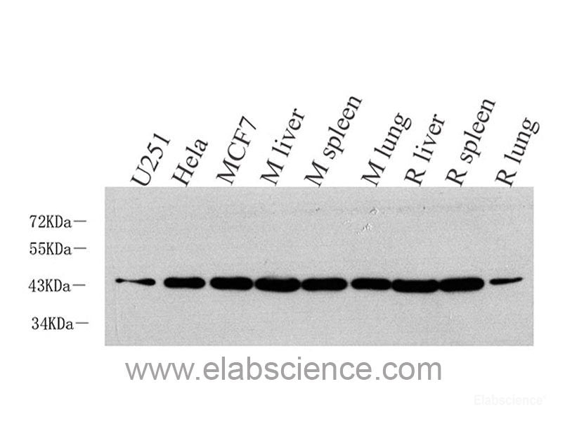 Immunohistochemistry analysis of paraffin-embedded mouse spleen using CYBB Polyclonal Antibody at dilution of 1:400.