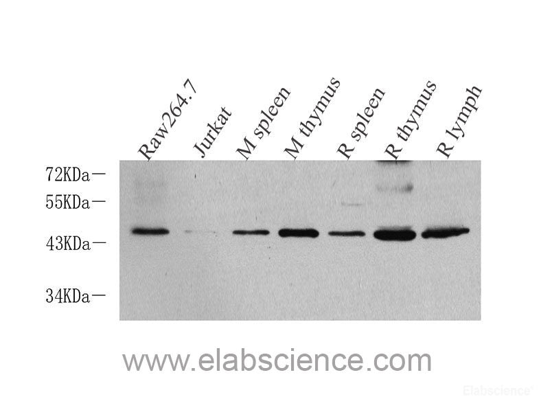 Western Blot analysis of various samples using IKK alpha Polyclonal Antibody at dilution of 1:1000.