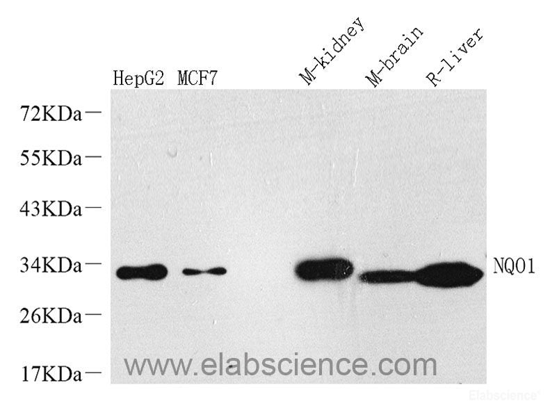 Western Blot analysis of various samples using BMP2 Polyclonal Antibody at dilution of 1:1000.