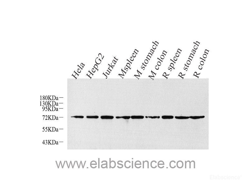 Immunohistochemistry analysis of paraffin-embedded mouse bone using SPP1 Polyclonal Antibody at dilution of 1:400.