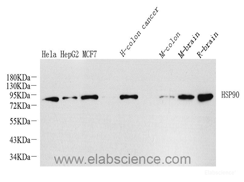 Immunohistochemistry analysis of paraffin-embedded fetal rat using CD133 Monoclonal Antibody at dilution of 1:200.