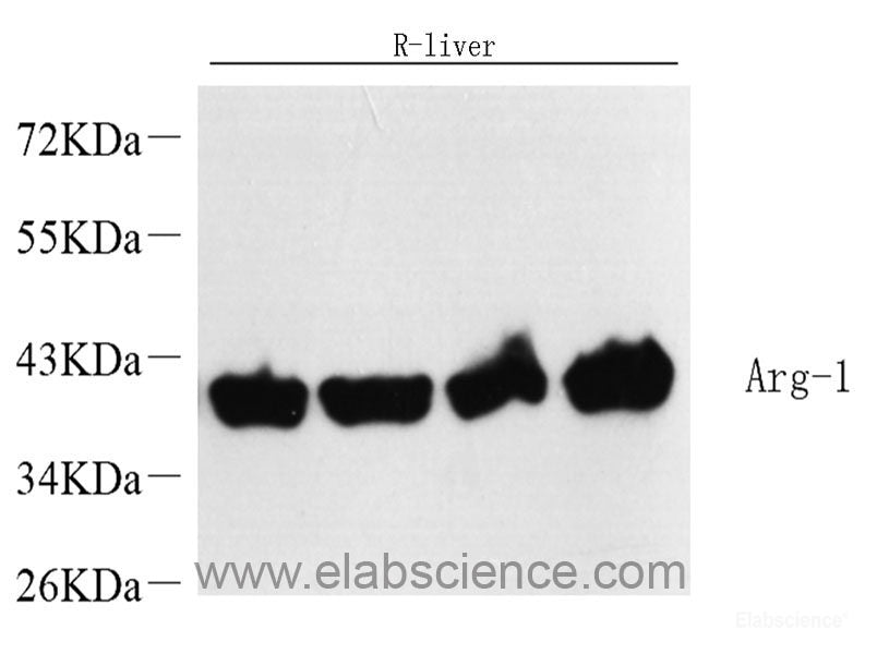 Western Blot analysis of various samples using GSK3 beta Polyclonal Antibody at dilution of 1:1000.