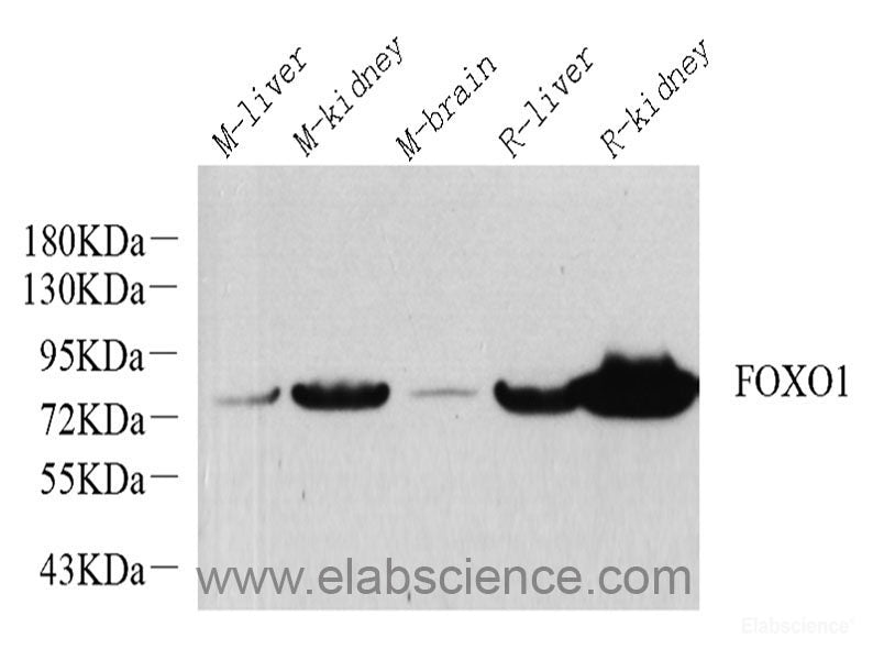 Western Blot analysis of various samples using HSPA1A Polyclonal Antibody at dilution of 1:500.
