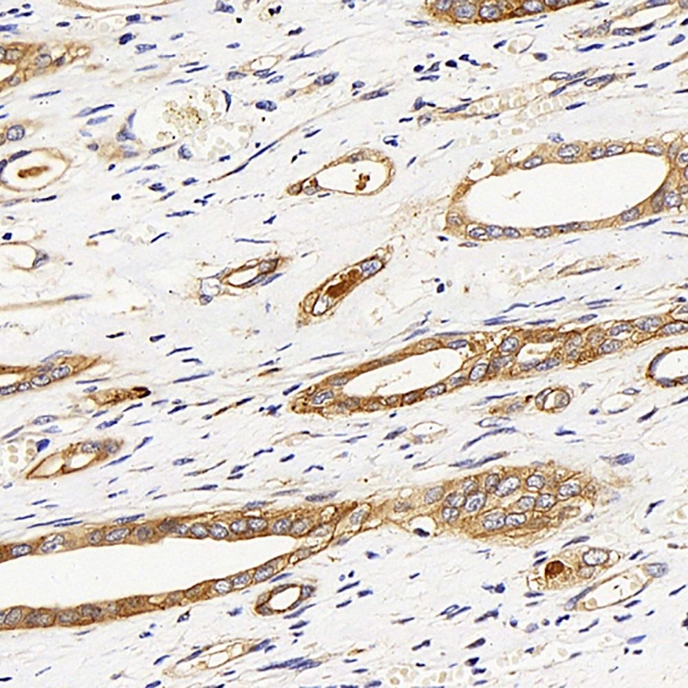 Immunohistochemistry analysis of paraffin-embedded rat testis using JAG1 Polyclonal Antibody at dilution of 1:200.