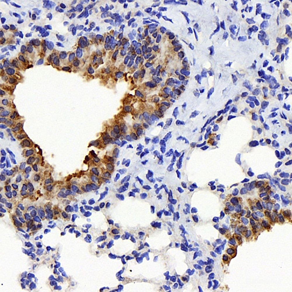 Immunohistochemistry analysis of paraffin-embedded mouse bone using BMP4 Polyclonal Antibody at dilution of 1:1000.