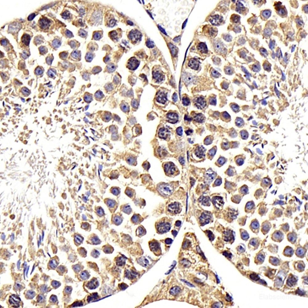 Immunohistochemistry analysis of paraffin-embedded mouse testis using RACGAP1 Polyclonal Antibody at dilution of 1:400.