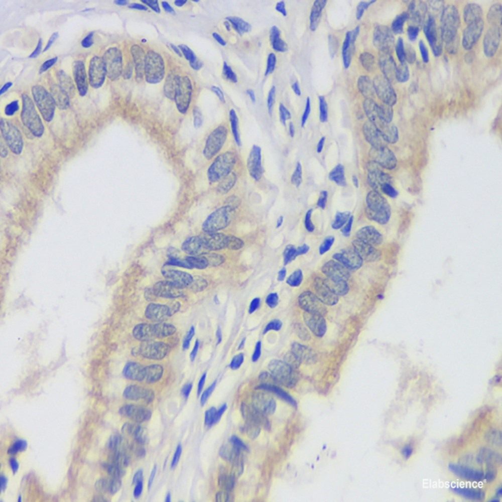 Immunohistochemistry analysis of paraffin-embedded mouse liver using THY1 Polyclonal Antibody at dilution of 1:500.