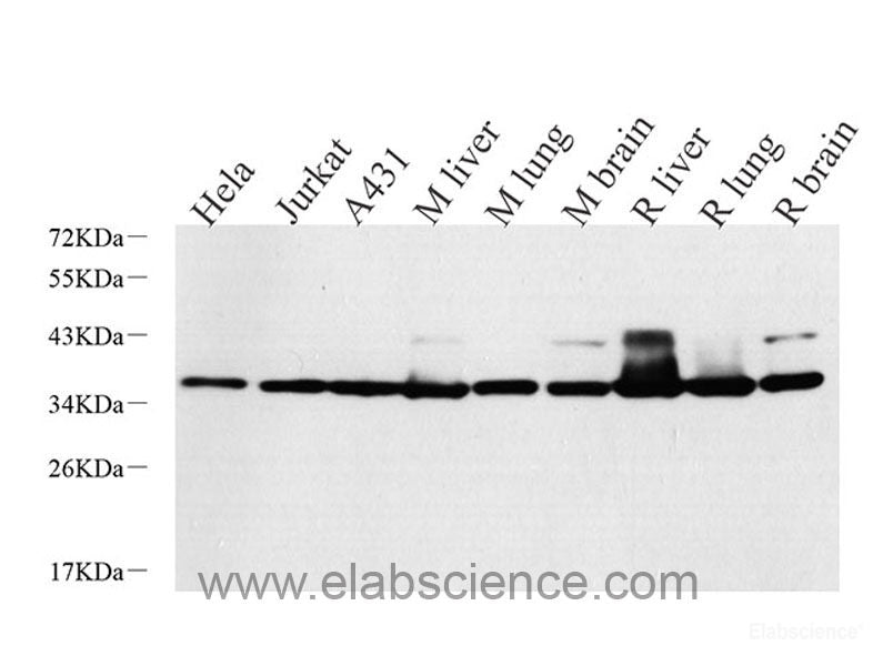 Western Blot analysis of various samples using CASP9 Polyclonal Antibody at dilution of 1:1000.