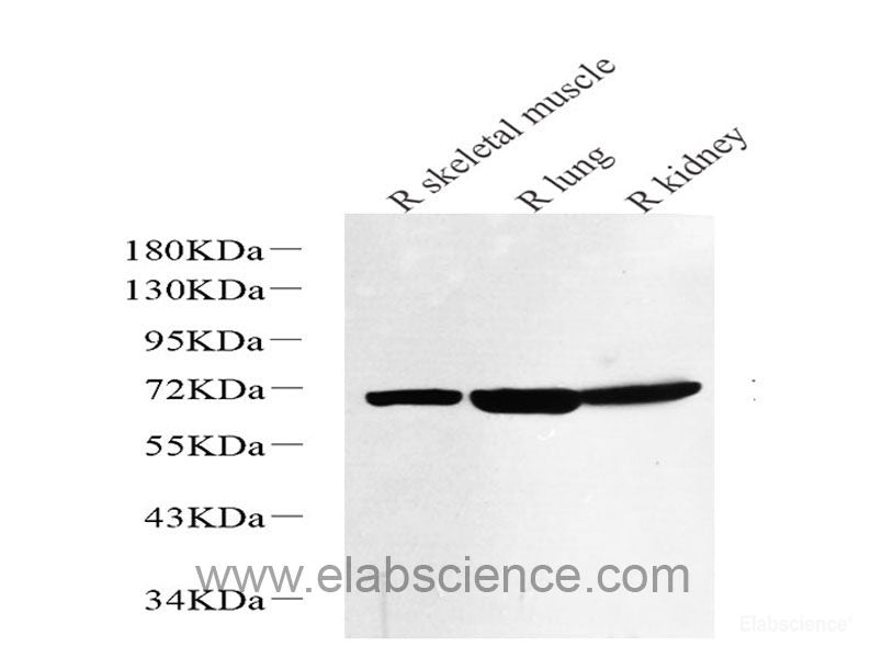 Western Blot analysis of various samples using CASP1 Polyclonal Antibody at dilution of 1:1000.
