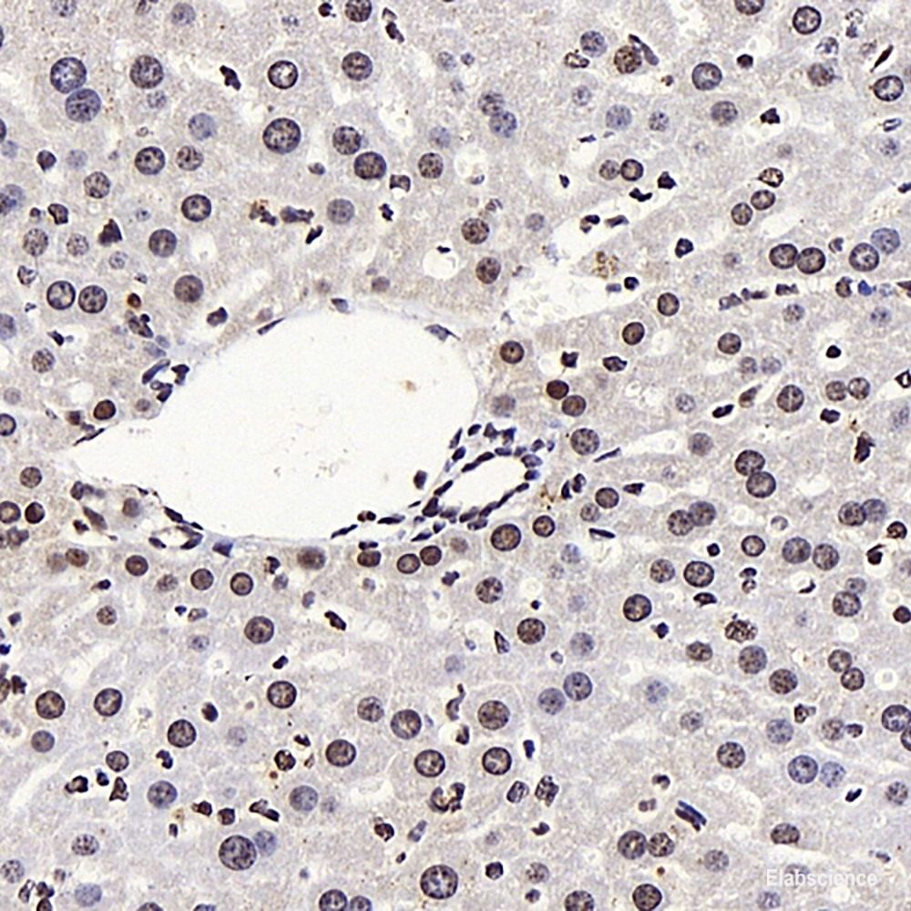 Immunohistochemistry analysis of paraffin-embedded mouse testis using SIRT1 Polyclonal Antibody at dilution of 1:300.