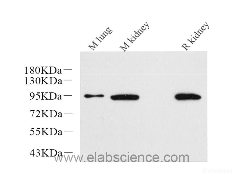 Western Blot analysis of various samples using Histone H3 Polyclonal Antibody at dilution of 1:500.