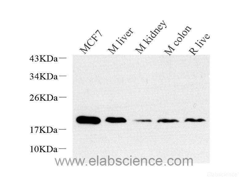 Histone H2A.X Polyclonal Antibody