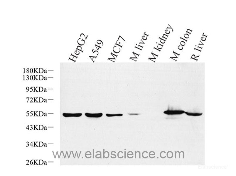 Western Blot analysis of various samples using COL1A1 Polyclonal Antibody at dilution of 1:1000.