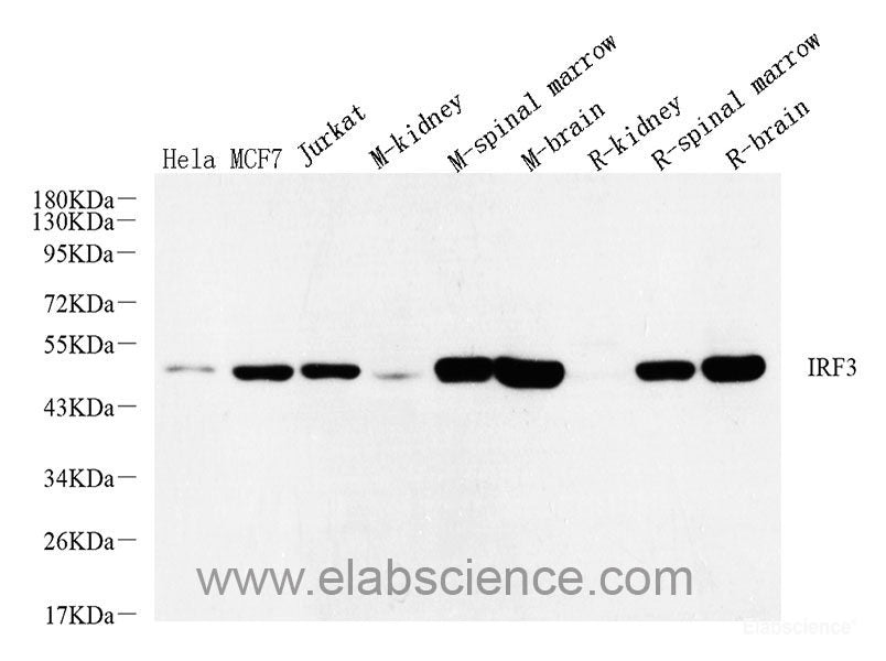 Western Blot analysis of various samples using FOXP3 Polyclonal Antibody at dilution of 1:800.
