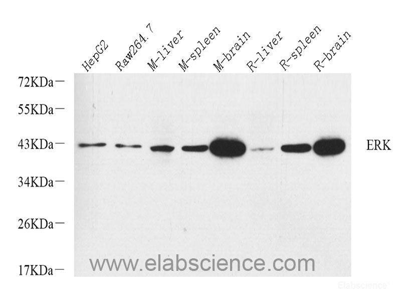Immunohistochemistry analysis of paraffin-embedded mouse lung using TGFB1 Polyclonal Antibody at dilution of 1:300.