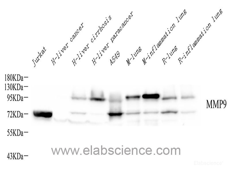 Western Blot analysis of various samples using PD-1/CD279 Polyclonal Antibody at dilution of 1:1000.