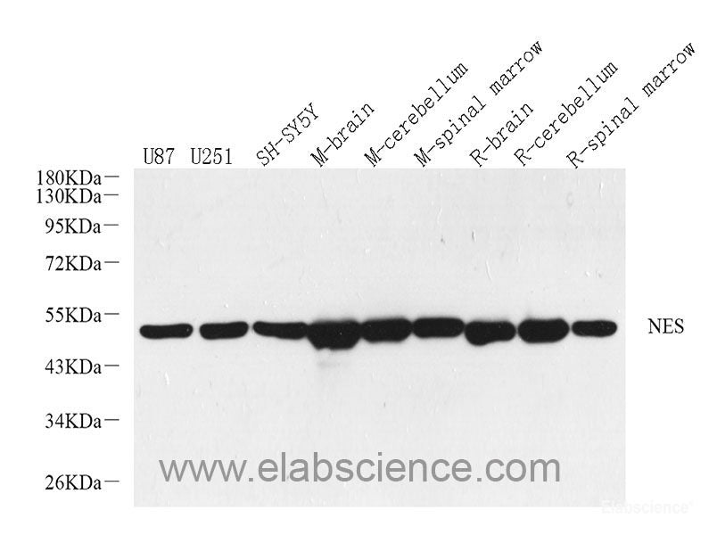 Western Blot analysis of various samples using GCG Polyclonal Antibody at dilution of 1:1000.