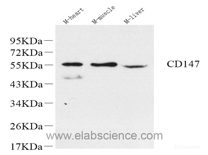 Western blot analysis of extracts of various cell lines using Caspase-9 Polyclonal Antibody at dilution of 1:1000.