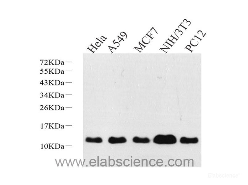 Immunofluorescence analysis of U2OS cells using IRF7 Polyclonal Antibody at dilution of 1:100. Blue: DAPI for nuclear staining.