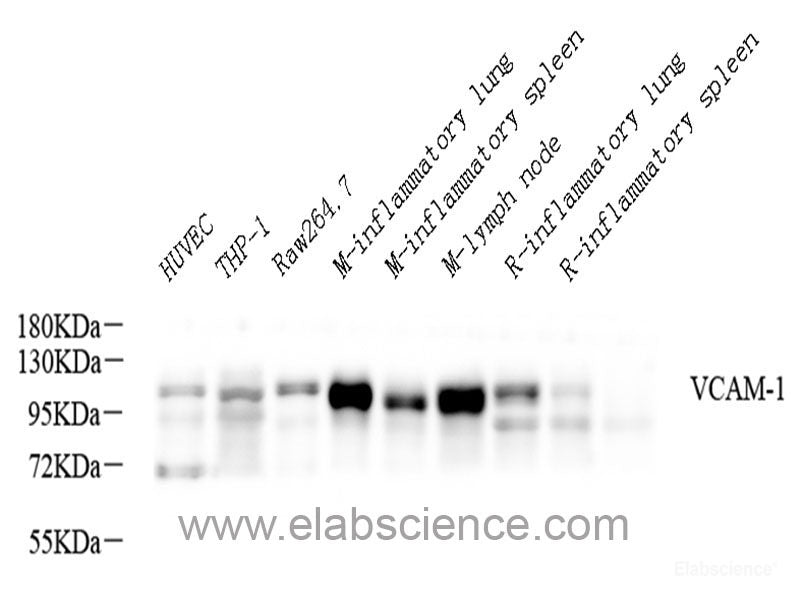 Immunohistochemistry of paraffin-embedded Rat liver using SPTAN1 Polyclonal Antibody at dilution of 1:100 (40x lens).