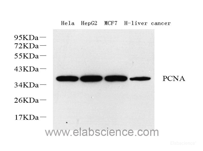 Western blot analysis of extracts of various cell lines using VASP Polyclonal Antibody.