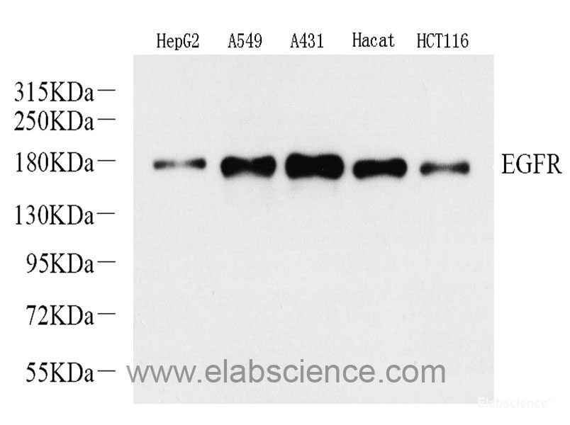 Western blot analysis of extracts of various cell lines using Caspase-12 Polyclonal Antibody at dilution of 1:1000.