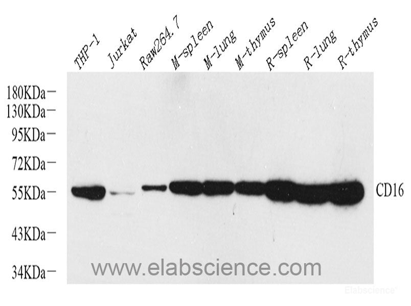 Western blot analysis of extracts of various cell lines using CDK1 Polyclonal Antibody at dilution of 1:1000.