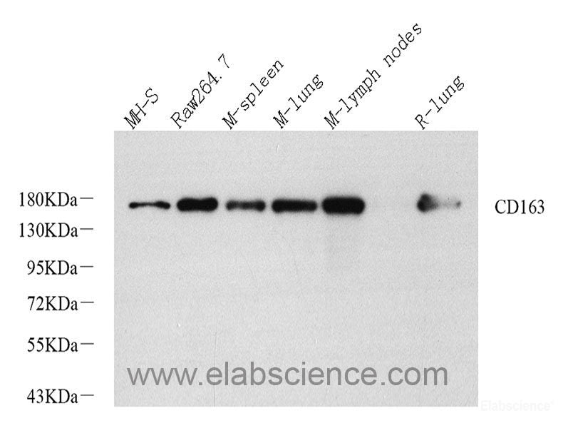 Western blot analysis of extracts of various cell lines using DDIT3 / CHOP Polyclonal Antibody at dilution of 1:1000.