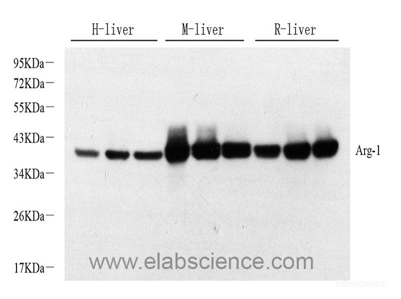 Western blot analysis of extracts of various cell lines using RAF1 Polyclonal Antibody at dilution of 1:1000.