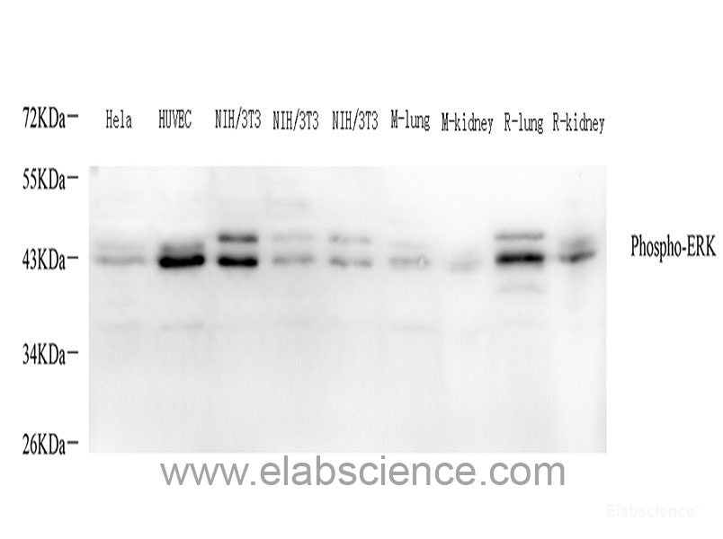 Western blot analysis of extracts of various cell lines using MAPK3 Polyclonal Antibody at dilution of 1:1000.