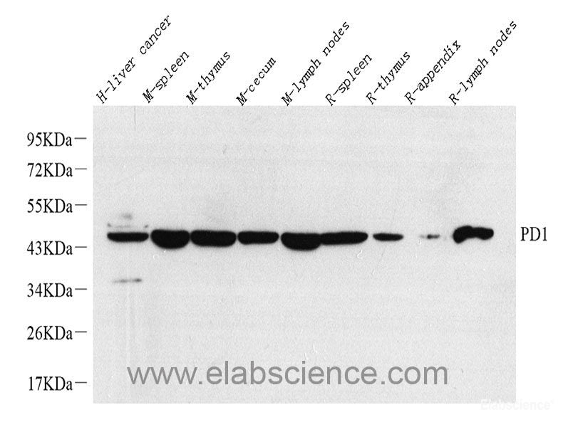 Western blot analysis of extracts of various cell lines using BMP2 Polyclonal Antibody at dilution of 1:1000.