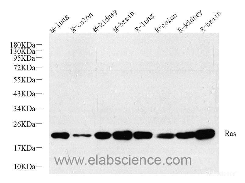 Western blot analysis of extracts of Mouse liver using FAS Polyclonal Antibody at dilution of 1:1000.