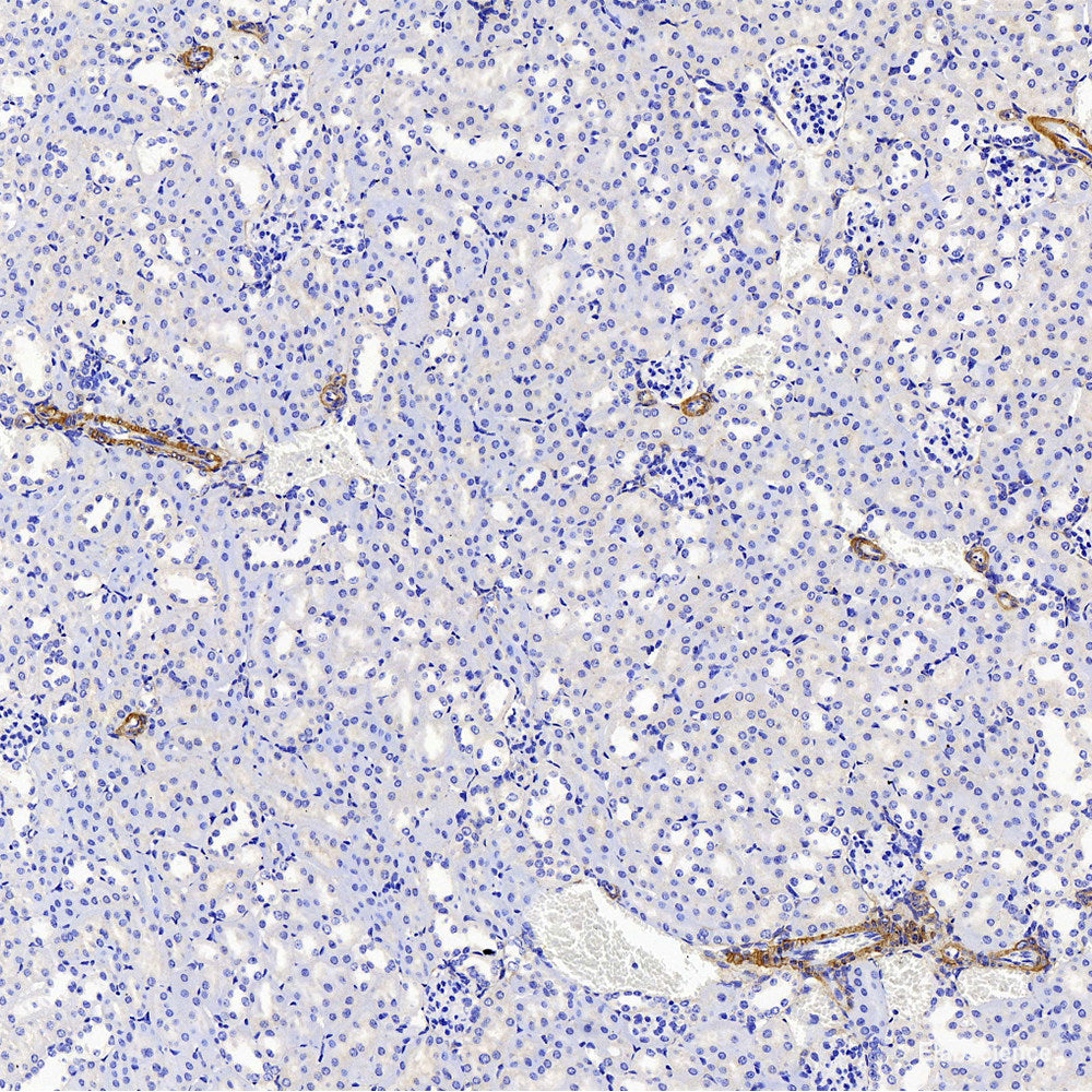 Immunofluorescence analysis of NIH/3T3 cells using c-Jun Polyclonal Antibody at dilution of 1:100. Blue: DAPI for nuclear staining.