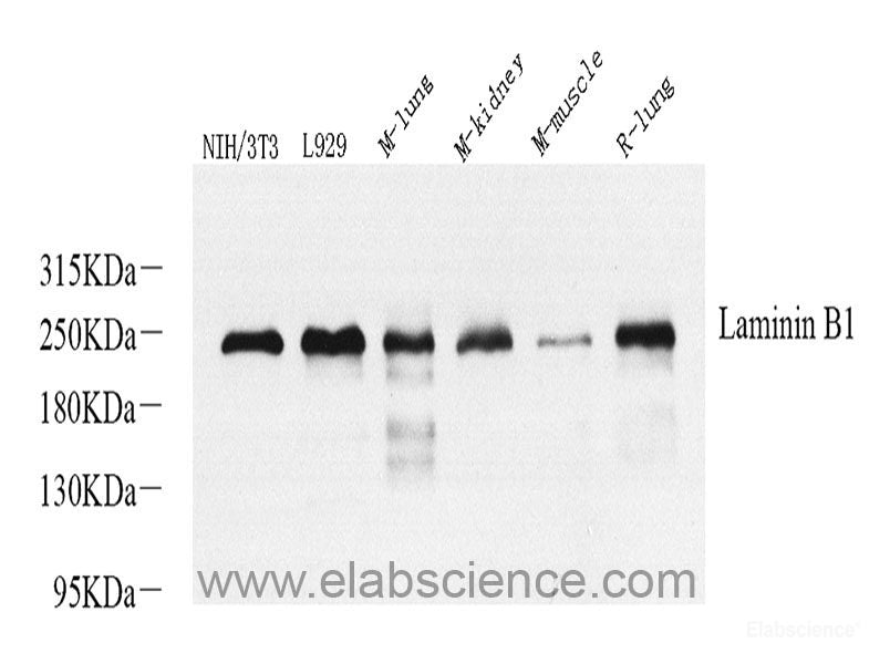 Western blot analysis of extracts of various cell lines using PBEF / NAMPT Polyclonal Antibody at dilution of 1:1000.