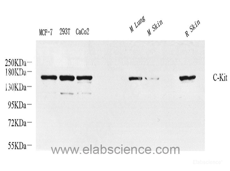 Immunohistochemistry of paraffin-embedded Rat kidney using PIK3CA Polyclonal Antibody at dilution of 1:100 (40x lens).