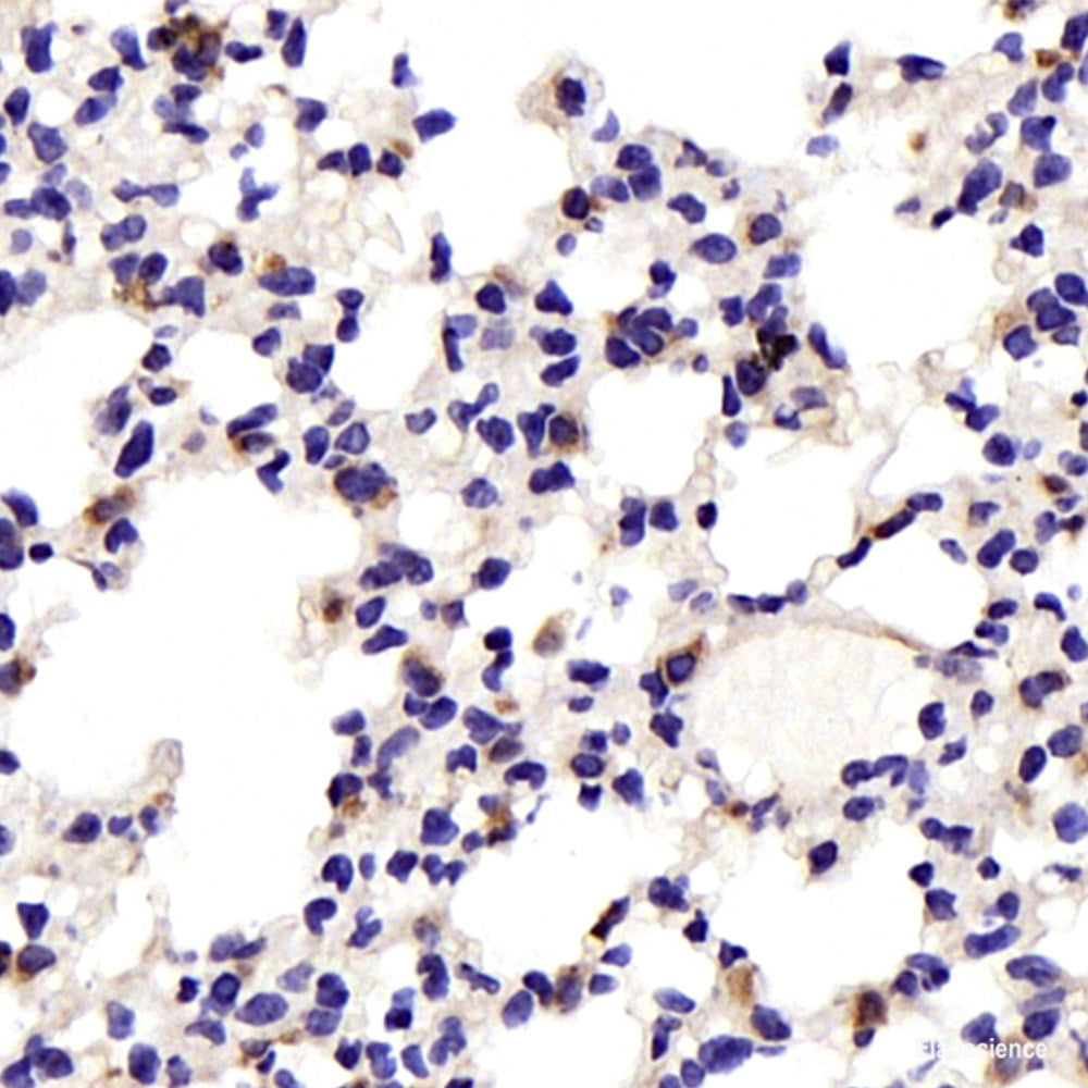 Western blot analysis of extracts of various cell lines using TNF-α Polyclonal Antibody at dilution of 1:1000.