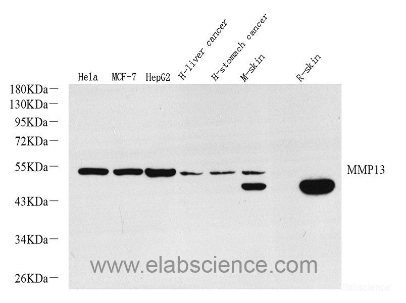Western blot analysis of extracts of various cell lines using VEGFA Polyclonal Antibody at dilution of 1:1000.