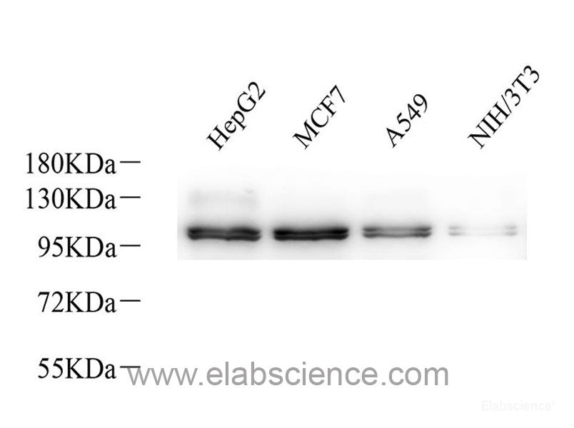 Western blot analysis of extracts of various cell lines using Insulin Receptor Polyclonal Antibody at dilution of 1:1000.