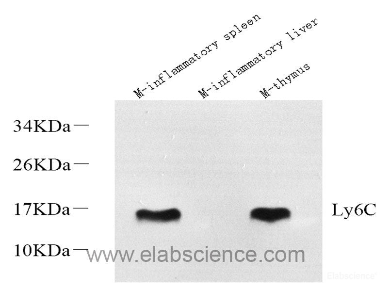 Western blot analysis of extracts of various cell lines using HSP90AA1 Polyclonal Antibody at dilution of 1:500.