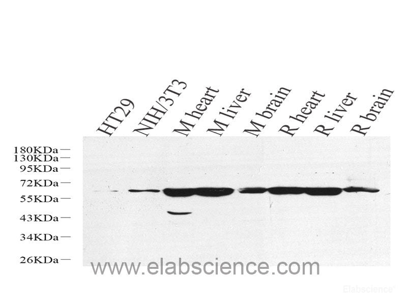 Western blot analysis of extracts of Mouse eye using TFAP2A Polyclonal Antibody at dilution of 1:1000.