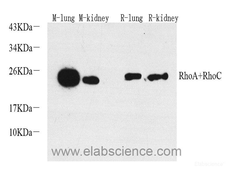 Immunofluorescence analysis of NIH-3T3 cells using MCL1 Polyclonal Antibody at dilution of 1:100 (40x lens). Blue: DAPI for nuclear staining.