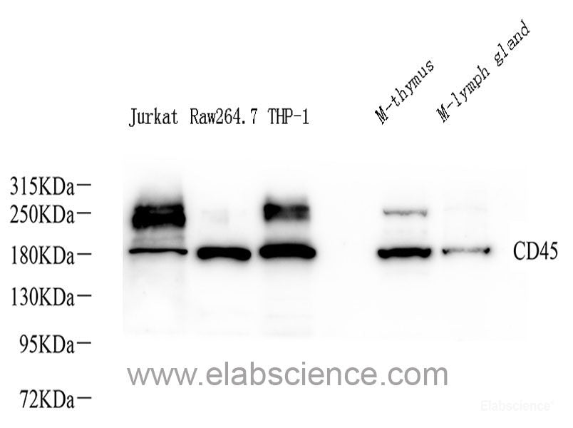 Western blot analysis of extracts of various cell lines using BAK1 Polyclonal Antibody at dilution of 1:1000.