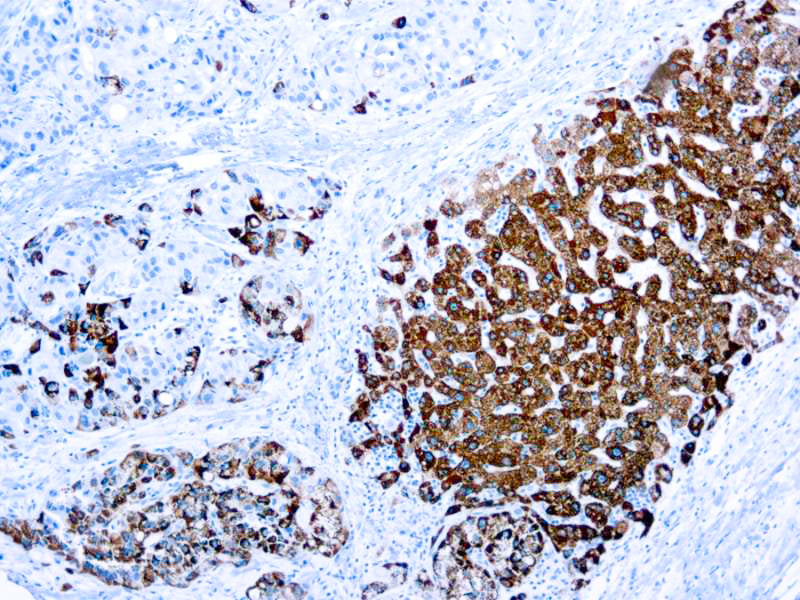 Hepatocyte