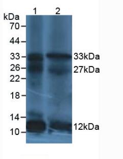 Monoclonal Antibody to Interleukin 12A (IL12A)