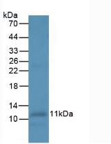 Monoclonal Antibody to Interleukin 8 (IL8)