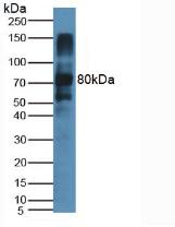 Monoclonal Antibody to Lactoperoxidase (LPO)