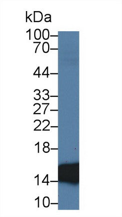 Monoclonal Antibody to Fatty Acid Binding Protein 2, Intestinal (FABP2)