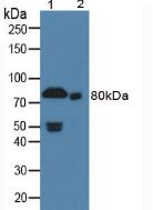 Monoclonal Antibody to Coagulation Factor II (F2)